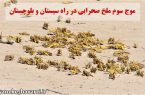 هشدار به کشاورزان سیستانی/ موج سوم ملخ صحرایی در راه سیستان و بلوچستان است