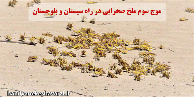 هشدار به کشاورزان سیستانی/ موج سوم ملخ صحرایی در راه سیستان و بلوچستان است