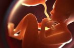 آیا “سقط جنین” با تایید “غربالگری” جایز و شرعی است؟ + پاسخ آیت‌الله سیستانی