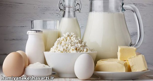 سرنوشت مرغ و تخم‌مرغ در انتظار شیر و لبنیات/ دولت چگونه صنعت تولید پروتئین را زمین زد؟