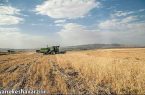 پیش‌بینی عبور تولید گندم ایران از مرز ۱۸ میلیون تن