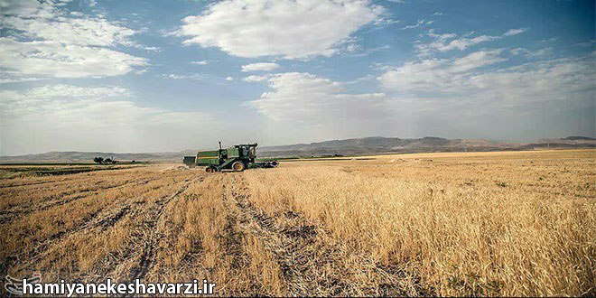 پیش‌بینی عبور تولید گندم ایران از مرز ۱۸ میلیون تن