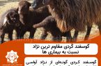 ‍گوسفند کُردی مقاوم ترین نژاد نسبت به بیماری ها