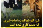 نظر محقق طب ایرانی و اسلامی در خصوص شیر گاو