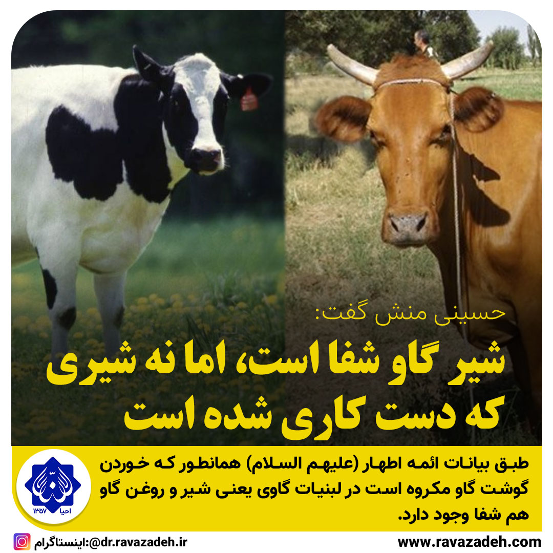 نظر محقق طب ایرانی و اسلامی در خصوص شیر گاو