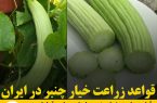 قواعد زراعت خیار چنبر در ایران