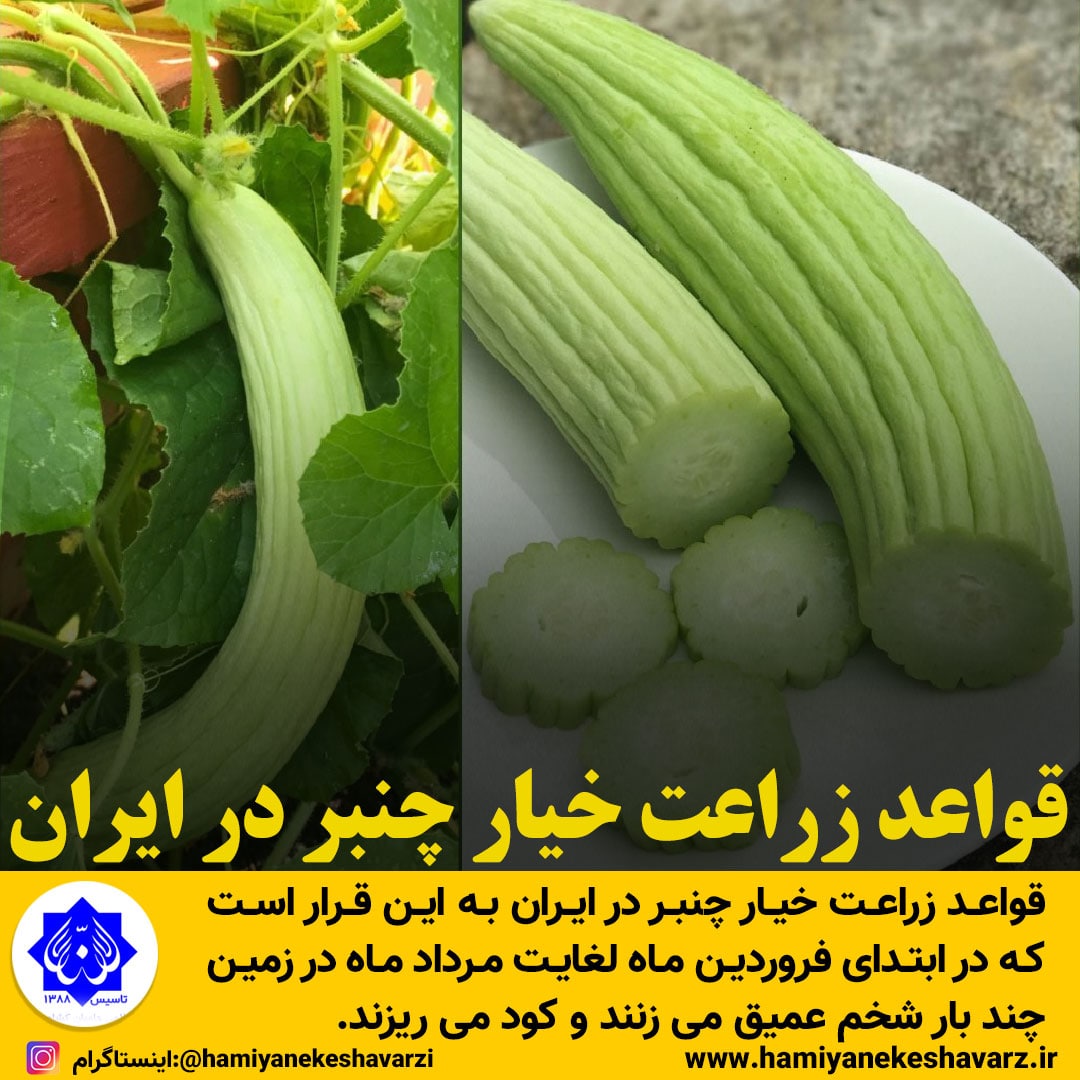 قواعد زراعت خیار چنبر در ایران