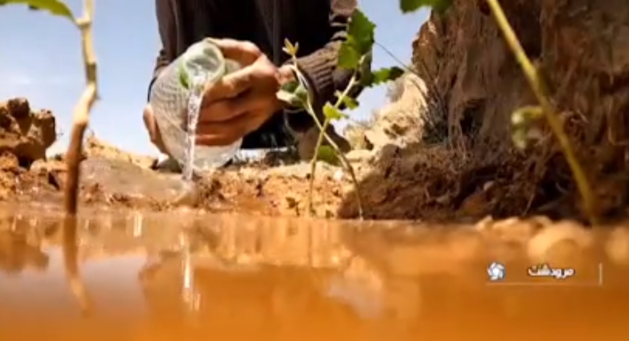 پیرمردی که بیش از دو هزار هکتار زمین را درختکاری کرده است.