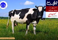 به گزارش رسانه ها:  اعتراض جامعه اسلامی حامیان کشاورزی ایران به واردات اسپرم گاو