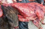 کشف ۳ تن گوشت گراز و خوک در شمال تهران