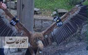 پرنده جاسوس در جنوب لبنان به دام افتاد