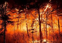 مدیریت بحران به سبک آمریکا ۲۰ روز آتش‌سوزی، ۱۱۴ کشته و ۸۵۰ مفقود
